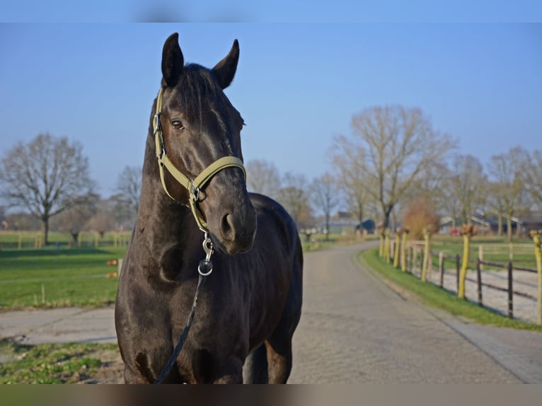 Menorquiner Wallach 6 Jahre 163 cm Rappe in Laren