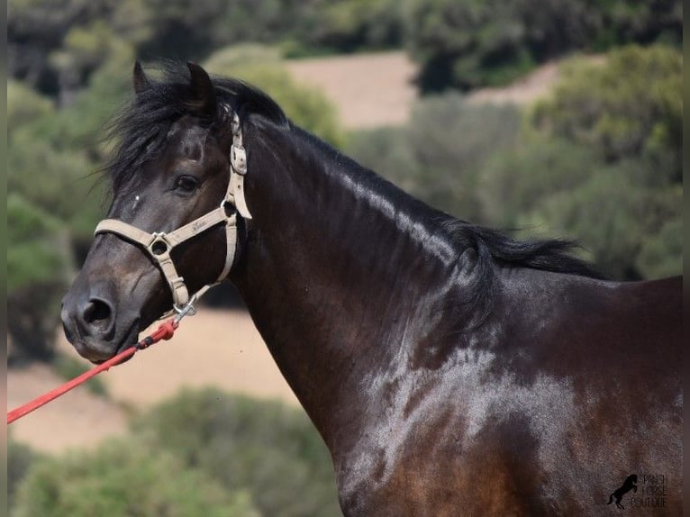 Menorquiner Wallach 9 Jahre 155 cm Rappe in Wermelskirchen
