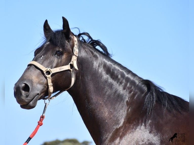 Menorquiner Wallach 9 Jahre 155 cm Rappe in Wermelskirchen
