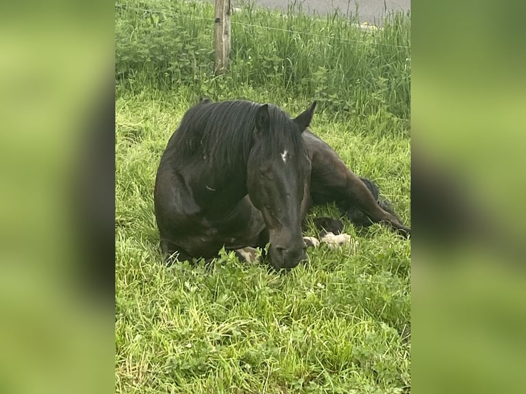 Menorquiner Wallach 9 Jahre 155 cm Rappe in Wermelskirchen