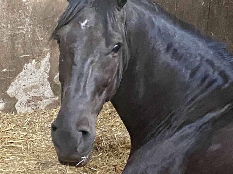 Menorquiner Wallach 9 Jahre 155 cm Rappe in Wermelskirchen