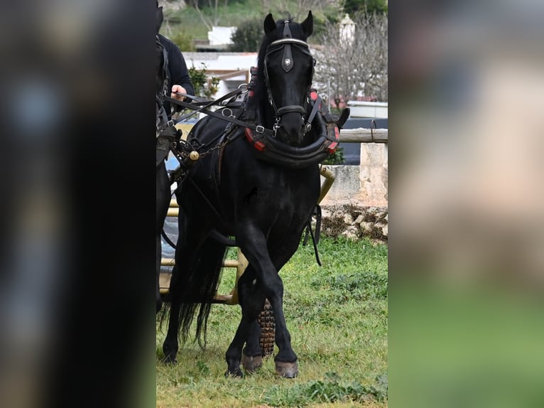 Menorquiner Wallach 9 Jahre 159 cm Rappe in Menorca