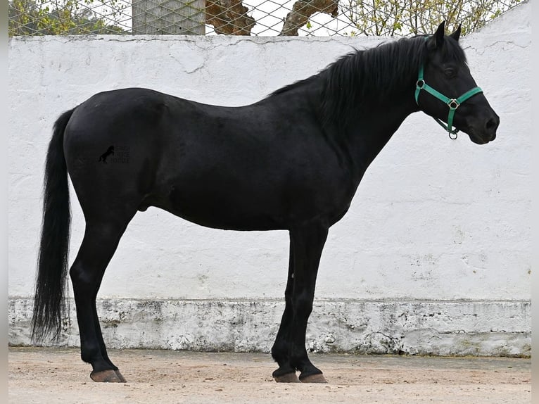 Menorquiner Wallach 9 Jahre 159 cm Rappe in Menorca