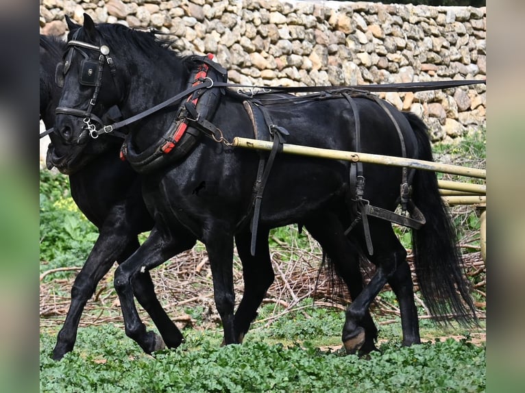 Menorquiner Wallach 9 Jahre 159 cm Rappe in Menorca