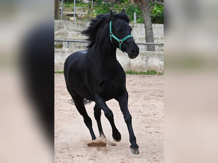Menorquiner Wallach 9 Jahre 159 cm Rappe in Menorca
