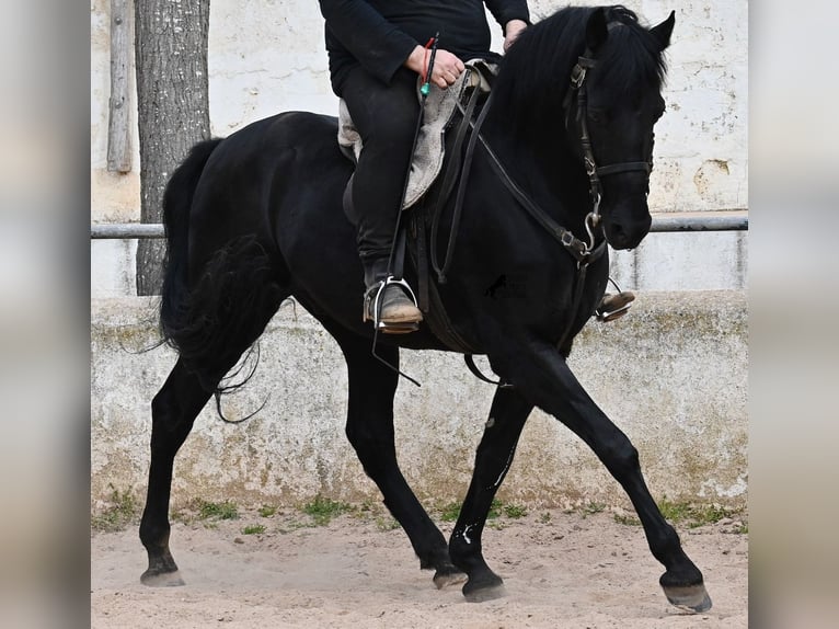 Menorquiner Wallach 9 Jahre 159 cm Rappe in Menorca