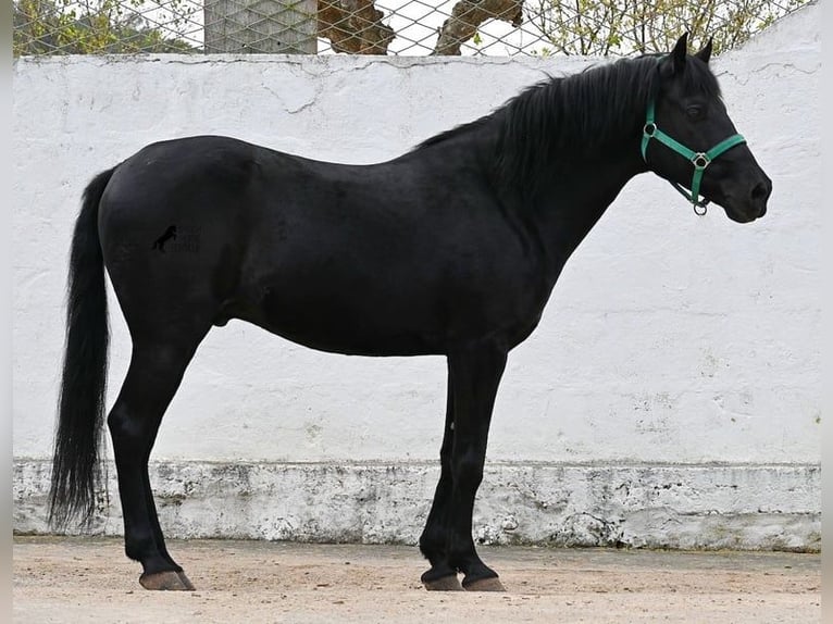 Menorquiner Wallach 9 Jahre 159 cm Rappe in Menorca