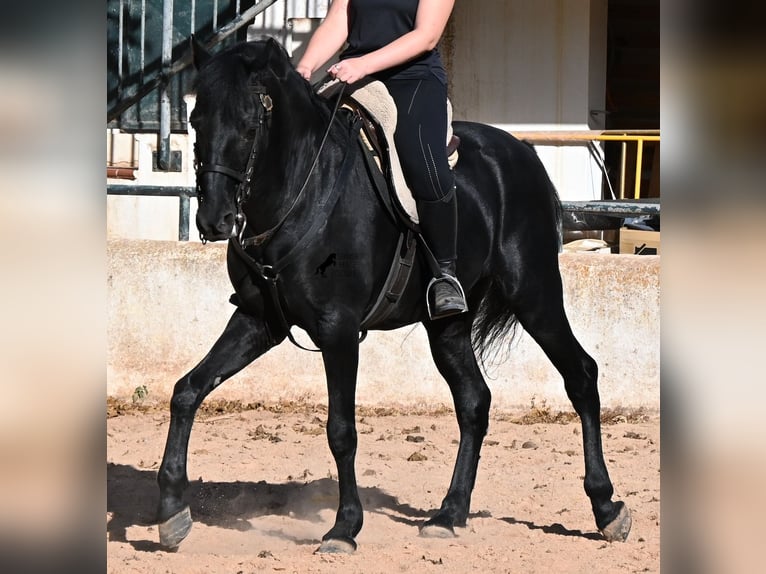 Menorquiner Wallach 9 Jahre 159 cm Rappe in Menorca