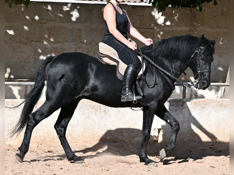 Menorquiner Wallach 9 Jahre 159 cm Rappe in Menorca