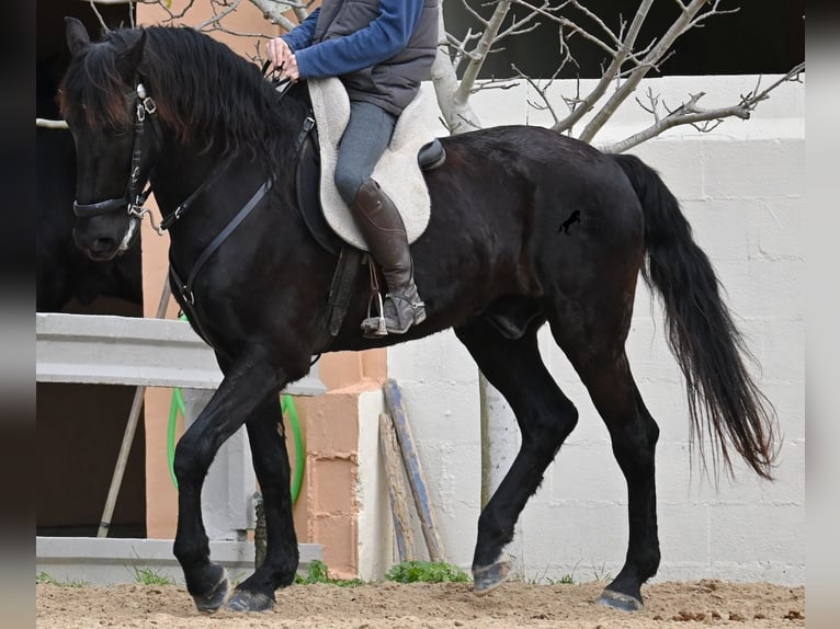 Menorquiner Wallach 9 Jahre 165 cm Rappe in Menorca