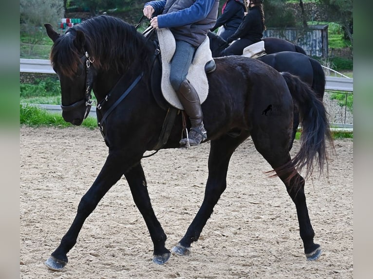 Menorquiner Wallach 9 Jahre 165 cm Rappe in Menorca