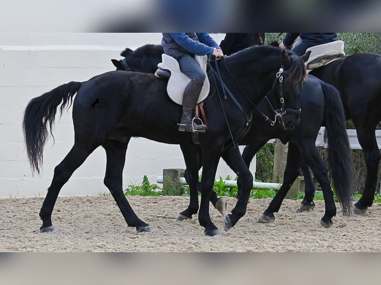 Menorquiner Wallach 9 Jahre 165 cm Rappe in Menorca