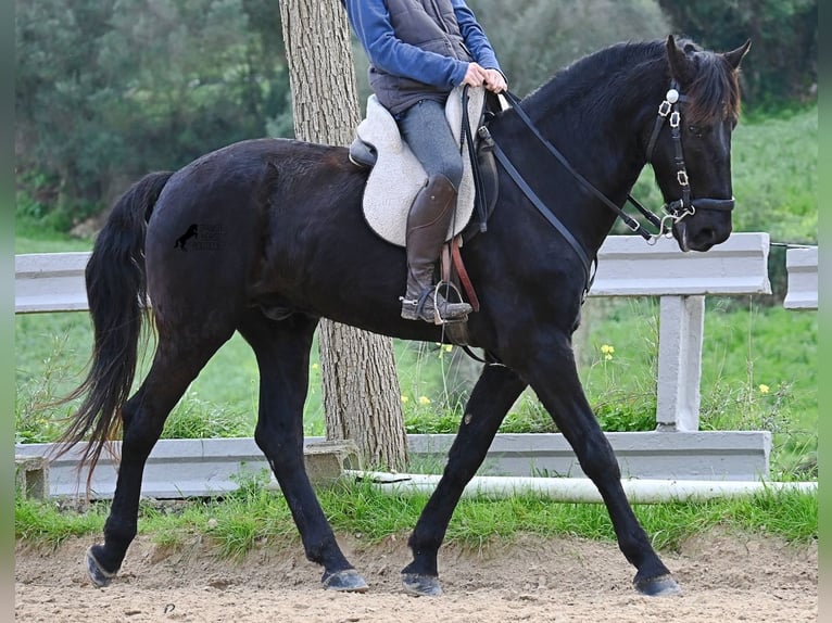 Menorquiner Wallach 9 Jahre 165 cm Rappe in Menorca