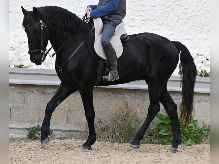 Menorquiner Wallach 9 Jahre 165 cm Rappe in Menorca