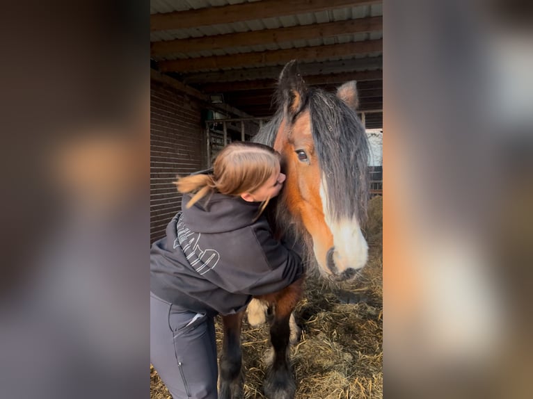 Mensch sucht Pferd 