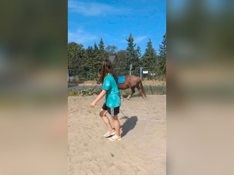 Mensch sucht Pferd