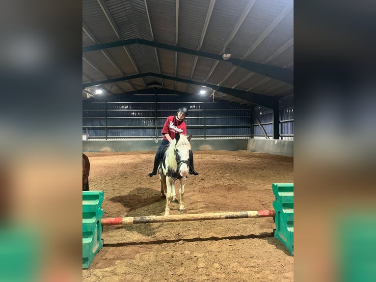 Mensch sucht Pferd 