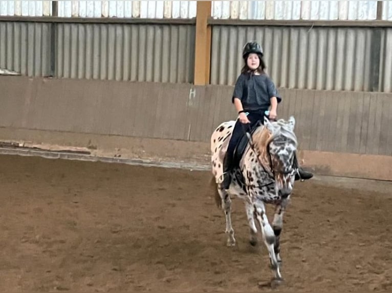 Mensch sucht Pferd
