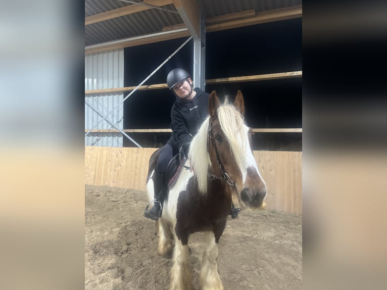 Mensch sucht Pferd 