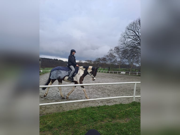Mensch sucht Pferd 