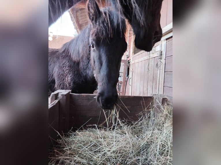 Mérens Étalon 1 Année Noir in Laneuveville-en-Saulnois
