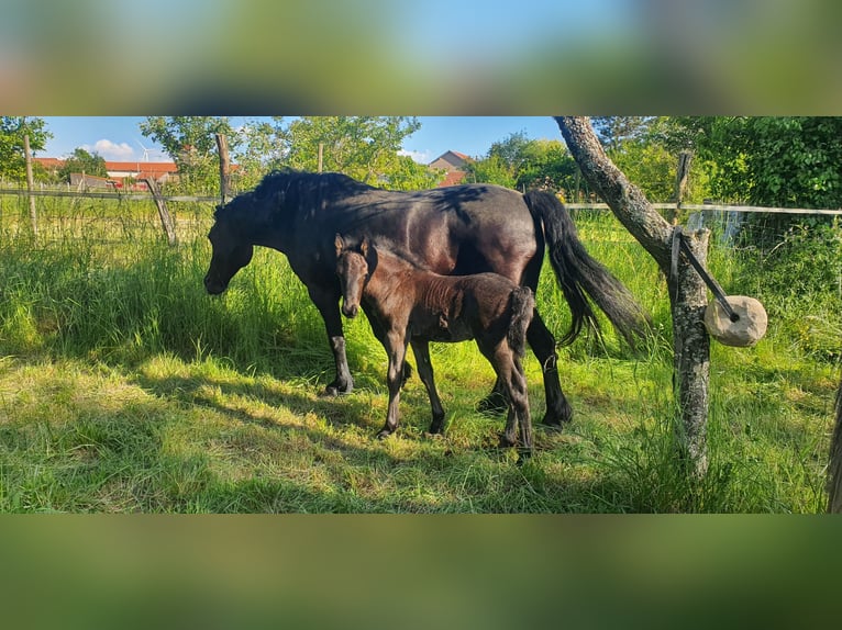 Mérens Étalon 1 Année Noir in Laneuveville-en-Saulnois