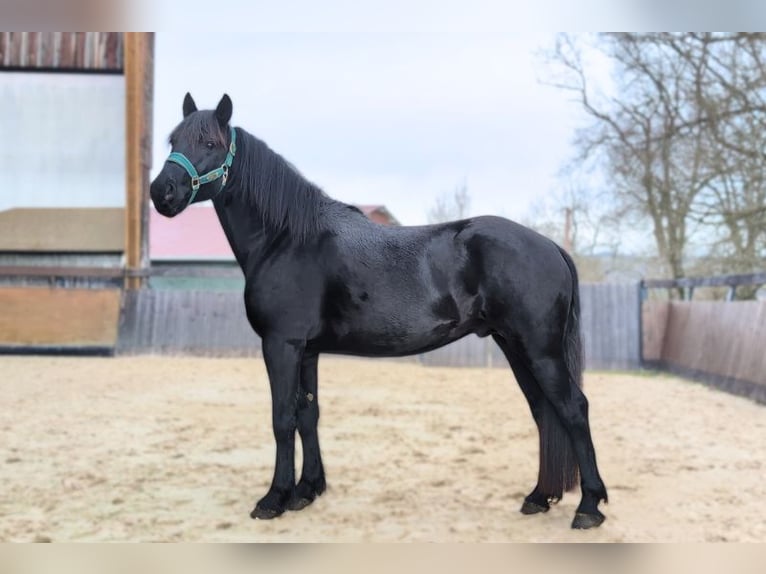 Mérens Étalon 4 Ans 152 cm  in Caumont