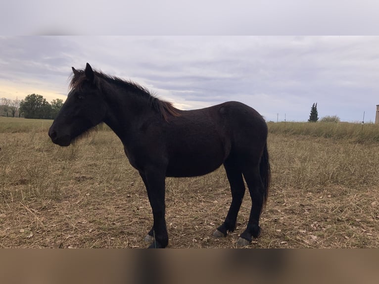 Mérens Gelding 14 years 14,2 hh Black in Toulouse