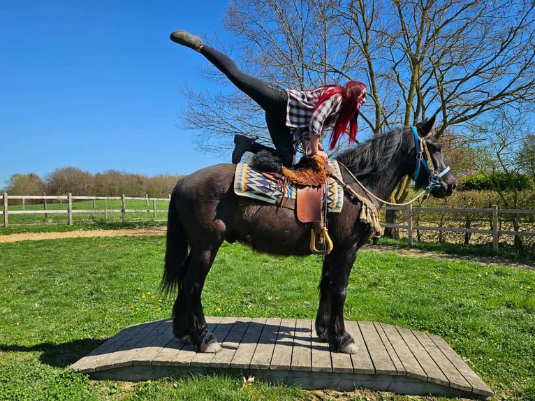 Mérens Mix Gelding 4 years 15.1 hh Black in Linkenbach