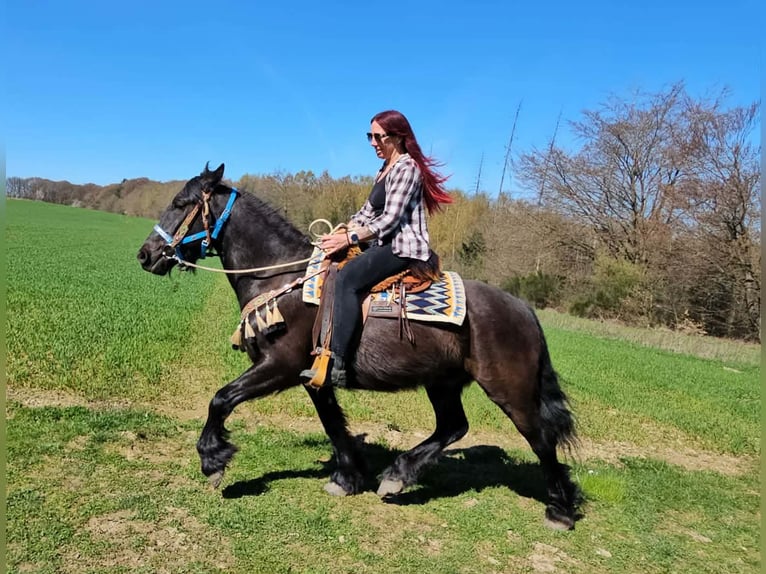 Mérens Mix Gelding 4 years 15.1 hh Black in Linkenbach
