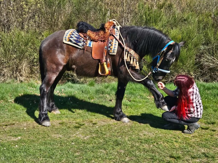 Mérens Mix Gelding 4 years 15.1 hh Black in Linkenbach