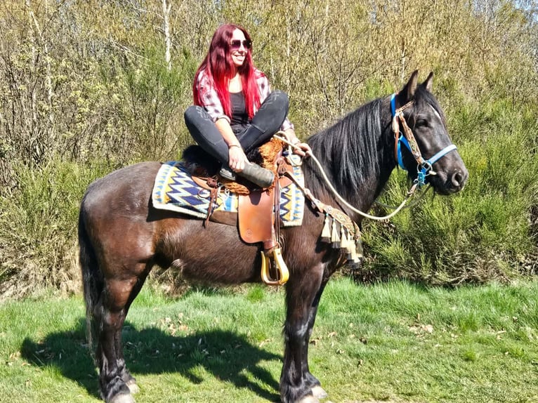 Mérens Mix Gelding 4 years 15.1 hh Black in Linkenbach