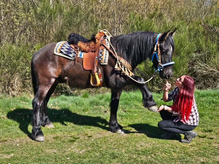 Mérens Mix Gelding 4 years 15,1 hh Black in Linkenbach