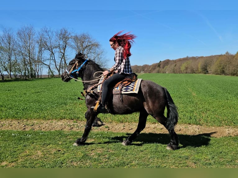 Mérens Mix Gelding 4 years 15,1 hh Black in Linkenbach