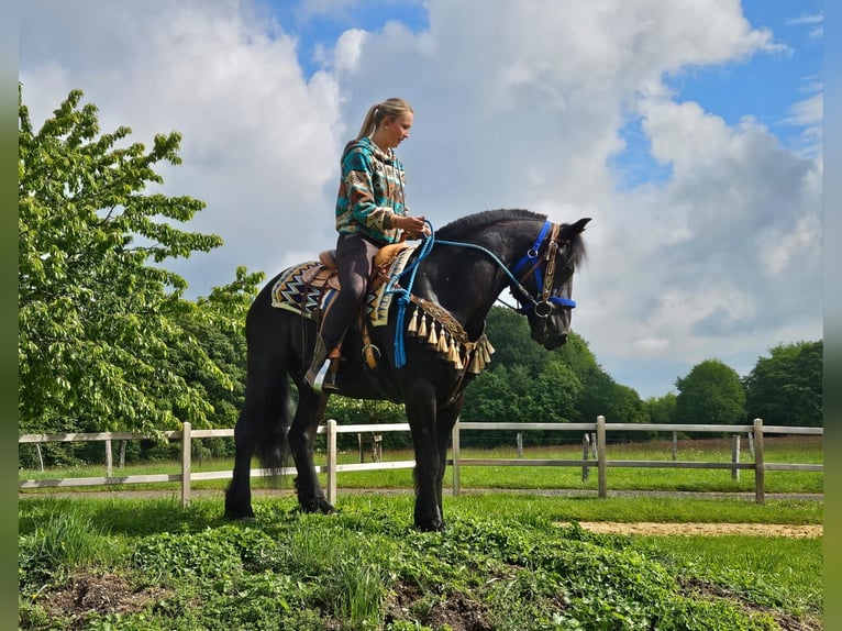 Mérens Gelding 6 years 14.3 hh Black in Linkenbach