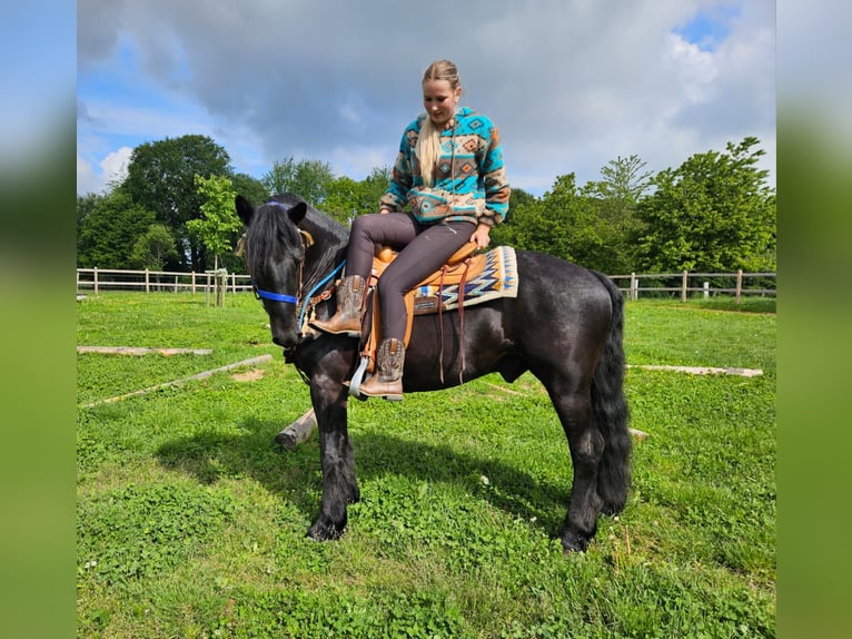 Mérens Gelding 6 years 14.3 hh Black in Linkenbach