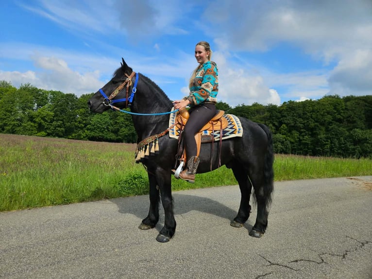 Mérens Gelding 6 years 14.3 hh Black in Linkenbach