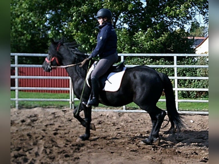 Mérens Mix Gelding 8 years 14,2 hh Black in Buttst&#xE4;dt