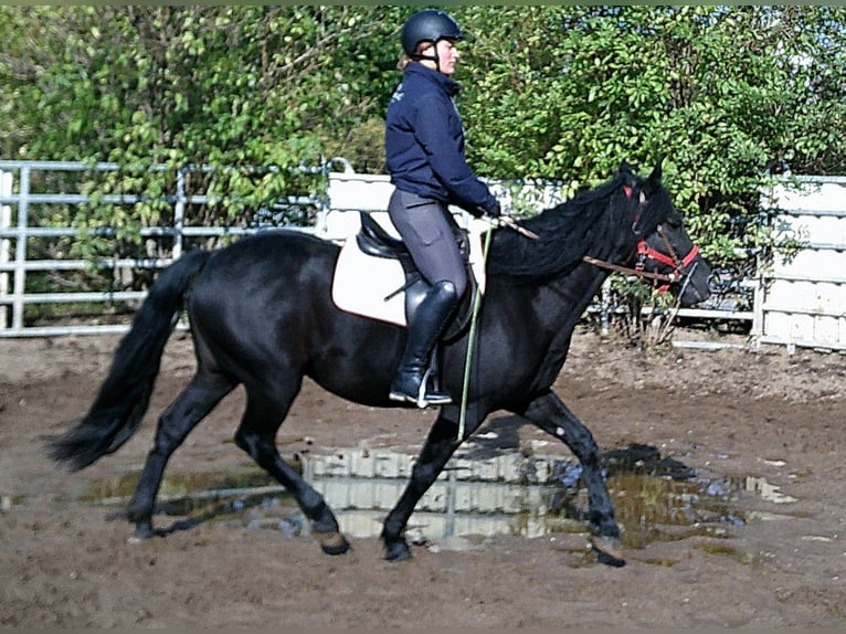 Mérens Mix Gelding 8 years 14,2 hh Black in Buttst&#xE4;dt