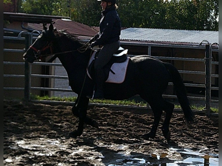 Mérens Mix Gelding 8 years 14,2 hh Black in Buttst&#xE4;dt