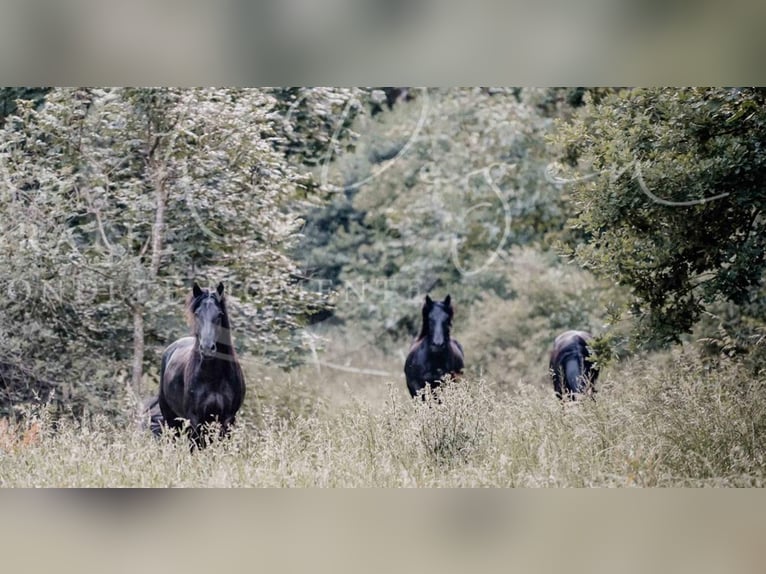 Mérens Gelding 8 years 15,2 hh Black in Messkirch-Heudorf Mérens Gelding 8 years 15,2 hh Black in Messkirch-Heudorf