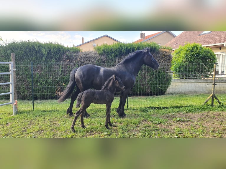 Merens Hengst 1 Jaar Zwart in Laneuveville-en-Saulnois