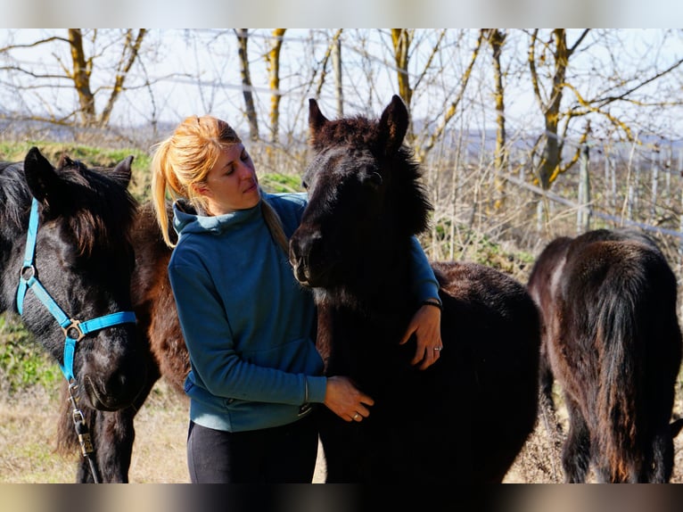 Merens Hengst 1 Jahr Rappe in Routier