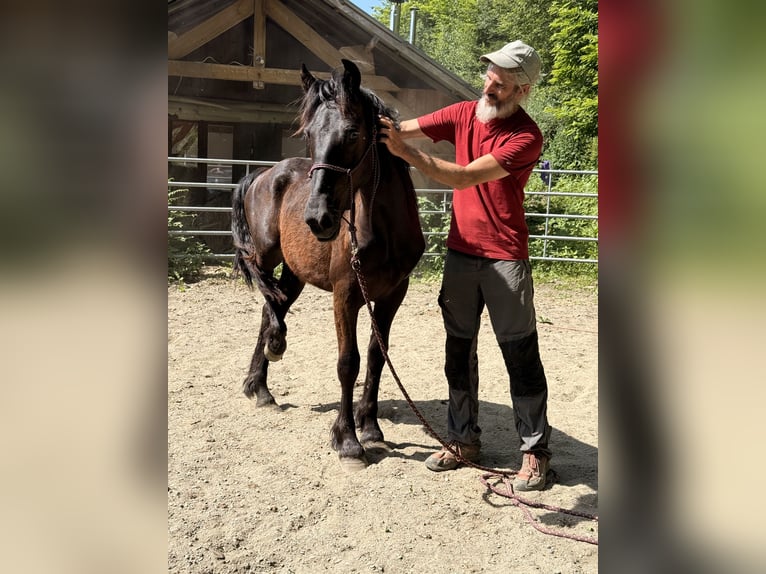 Merens Hengst 2 Jaar 150 cm Zwart in Massat