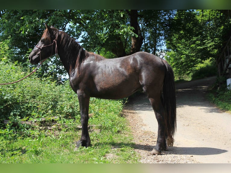Merens Hengst 2 Jaar 150 cm Zwart in Massat