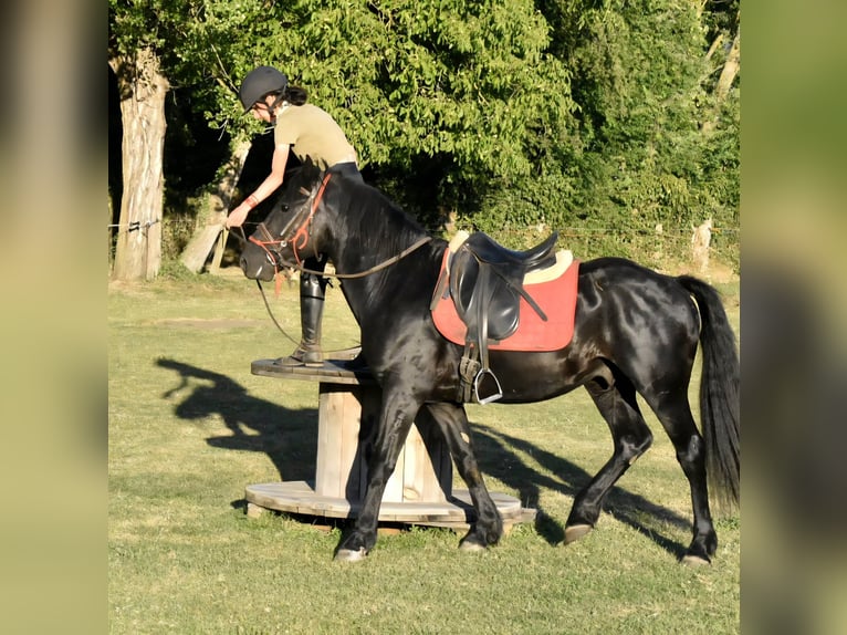 Merens Hengst 3 Jaar 151 cm Zwart in Roche-en-Régnier