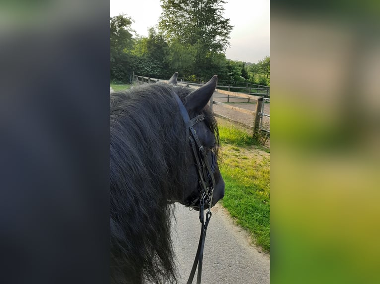 Merens Hengst in Ibbenb&#xFC;ren