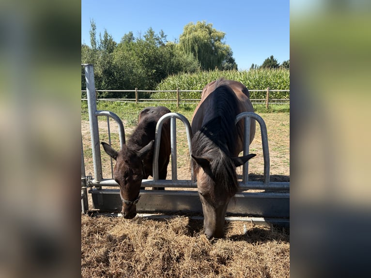Merens Hengst Fohlen (05/2026) 160 cm Rappe in Willebroek