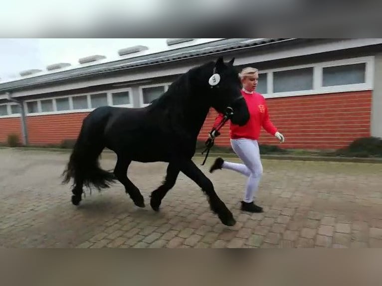 Merens Hengst Rappe in Ibbenbüren