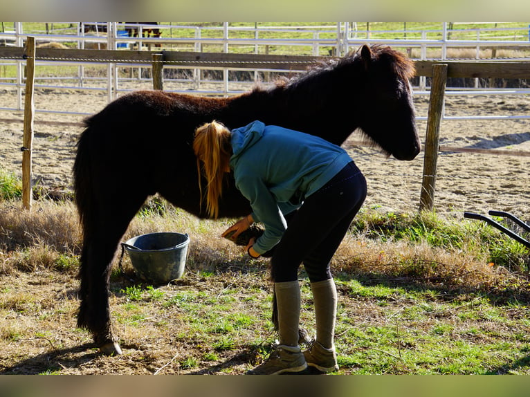 Mérens Hingst 1 år Svart in Routier